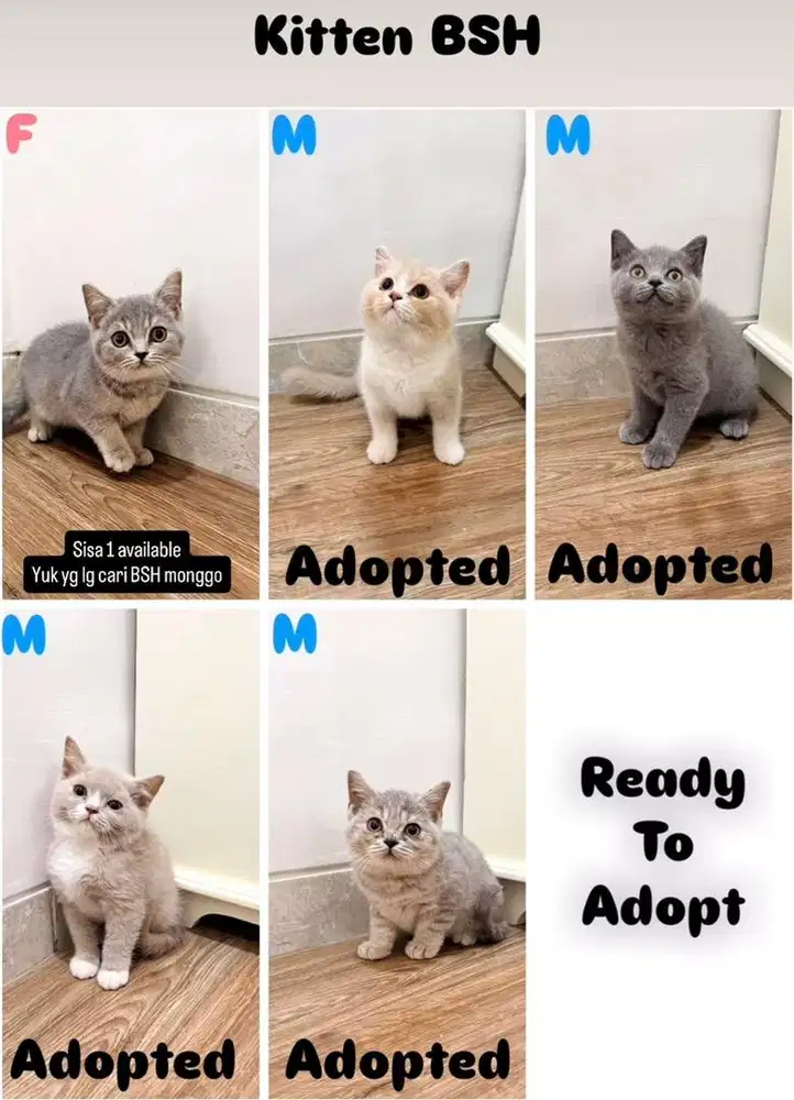 Kitten BSH (British Short Hair)