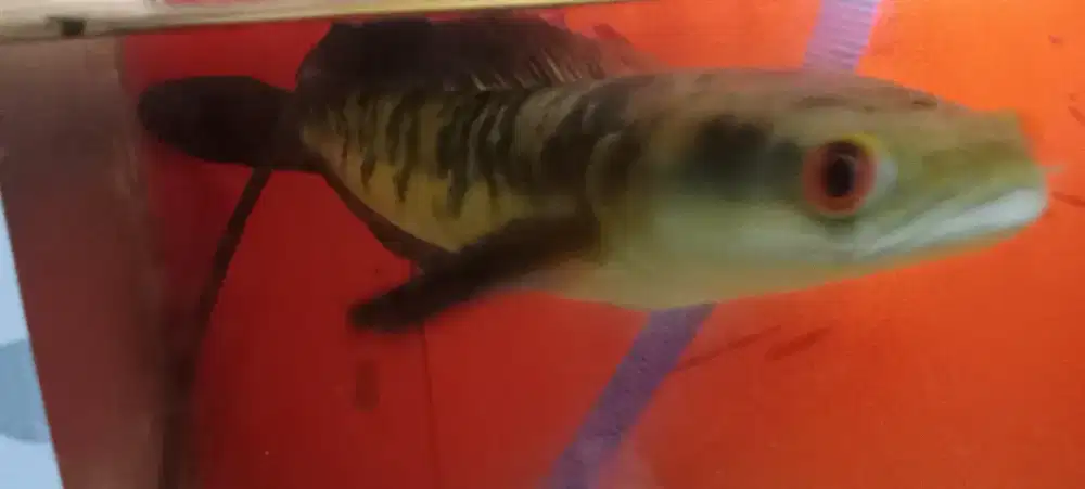 jual fulset,chana maru YS ukuran 30 cm up edisi barter