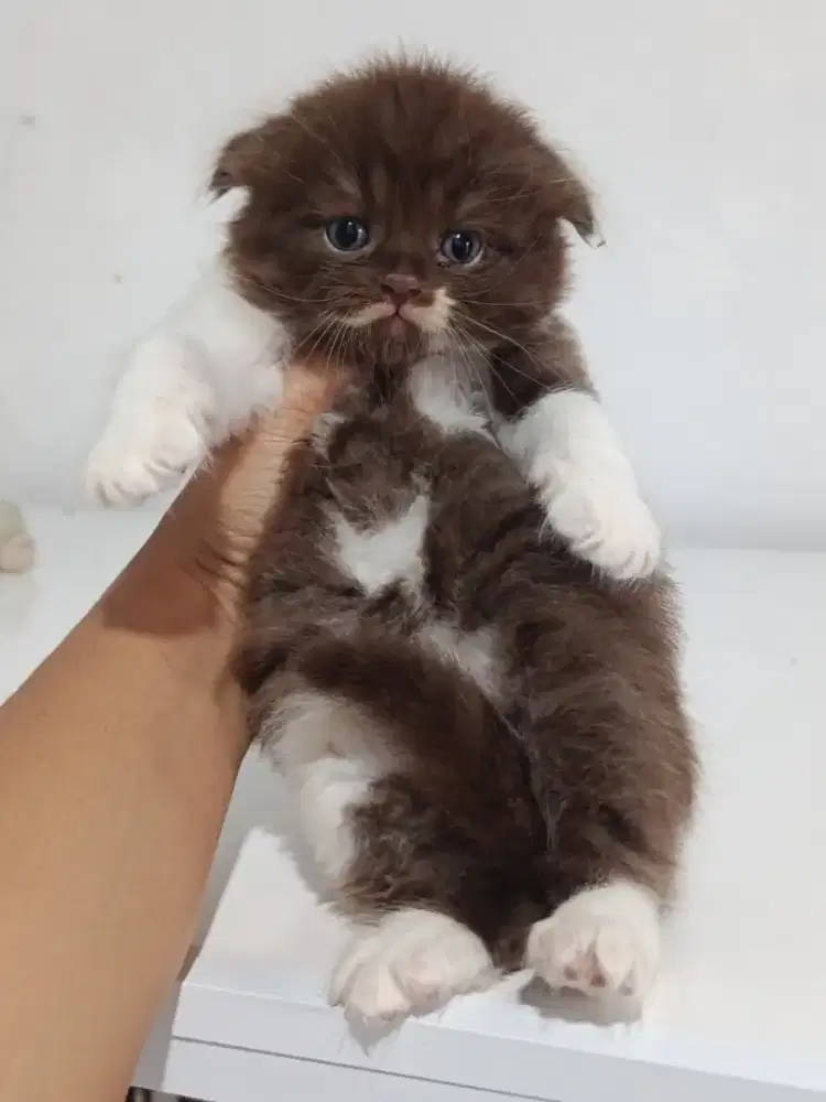 Kitten BSH Choco Longhair mix BSH