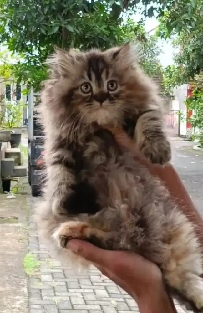 Kucing Persia Usia 3 Bulan