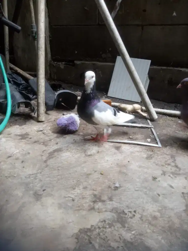 Burung dara jantan dijagakarsa