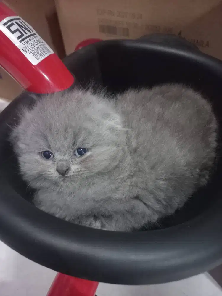 kucing kitten british usia 2 bulan