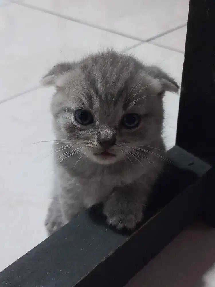 kucing kitten british usia 2 bulan