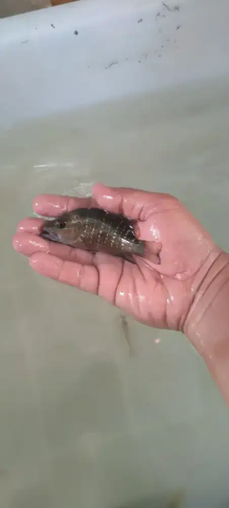 ikan kakap merah / MJ