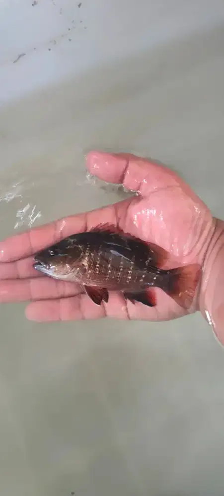 ikan kakap merah / MJ