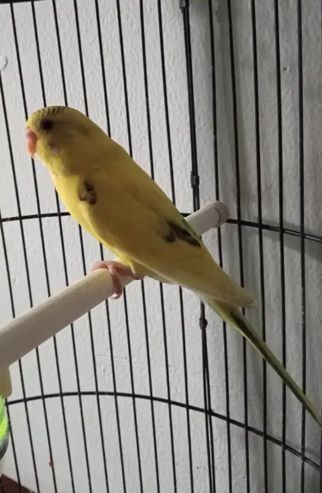 Parkit dewasa harian rame