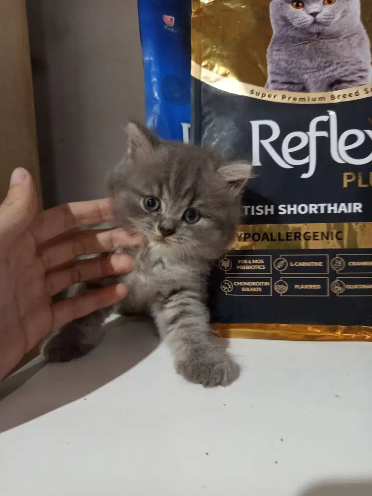 kucing kitten british usia 2 bulan