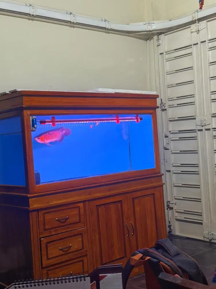 Arwana Super Red bersertifikat dan warna asli