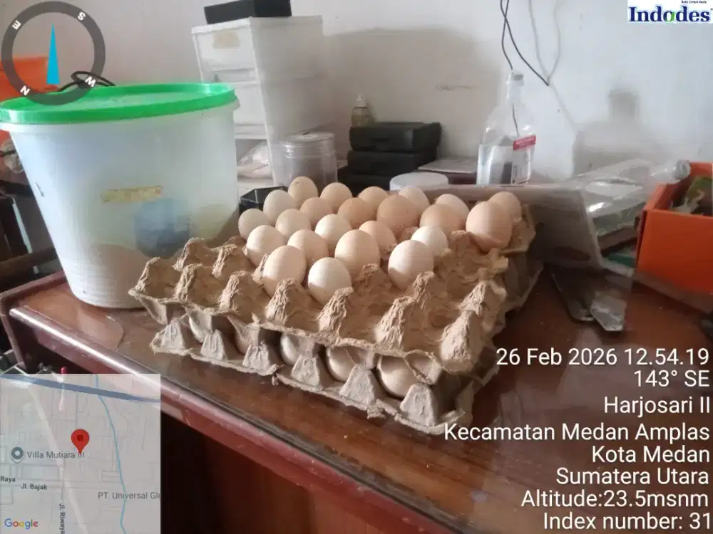 Ayam kampung dan telur fertil