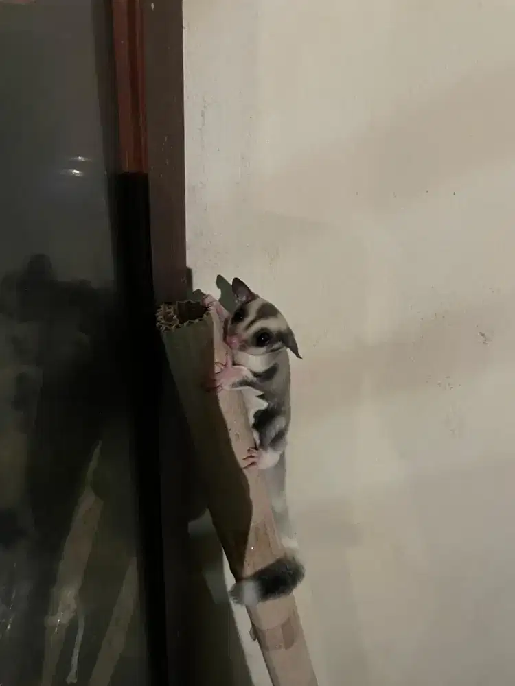 Sugar Glider Ring Tail