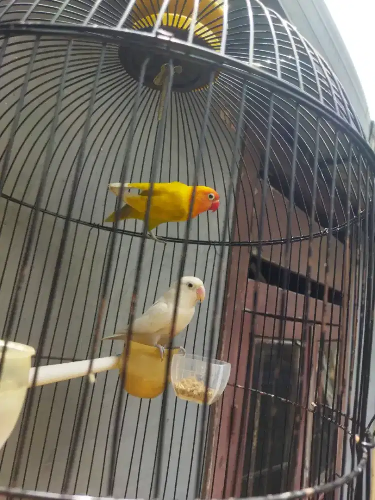 Lovebird sepasang