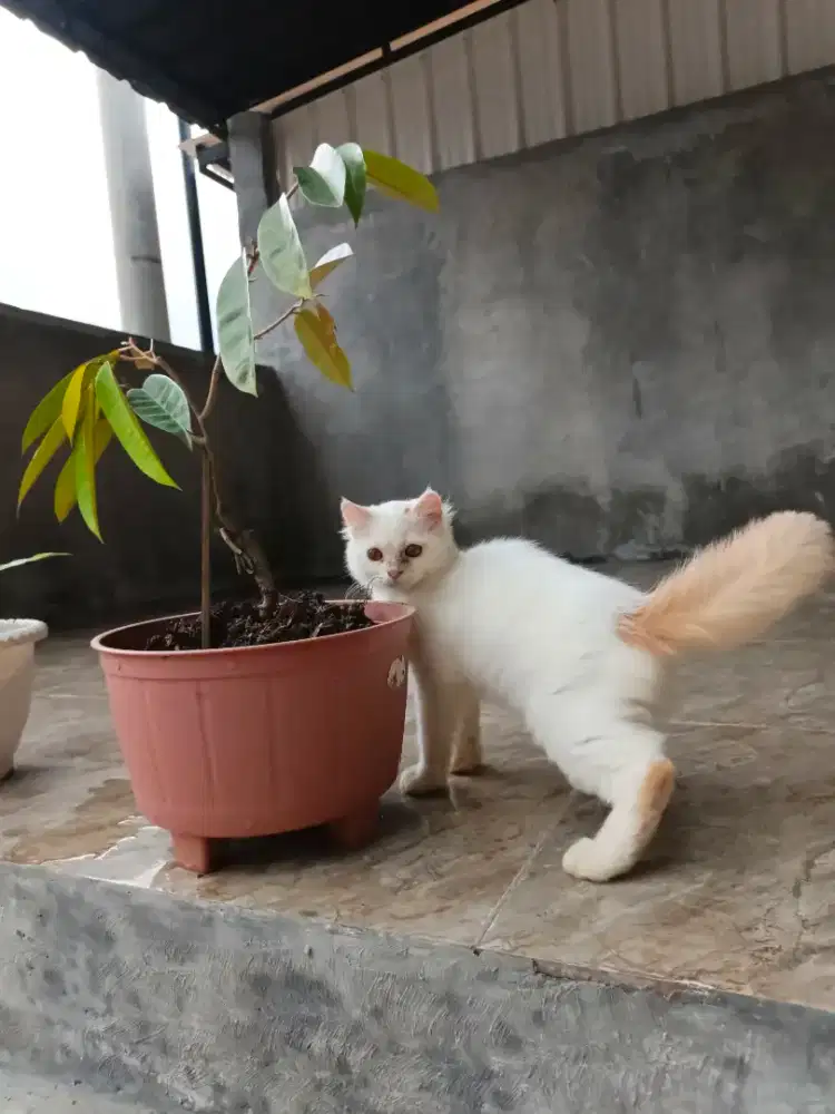 Kitten persia betina