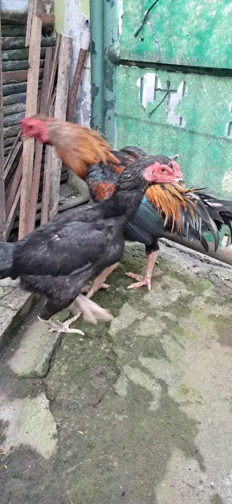 Ayam bangkok klasik