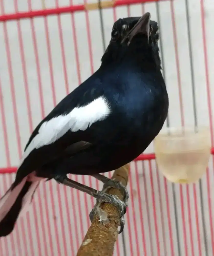 Kacer dahit jatim mulus body big