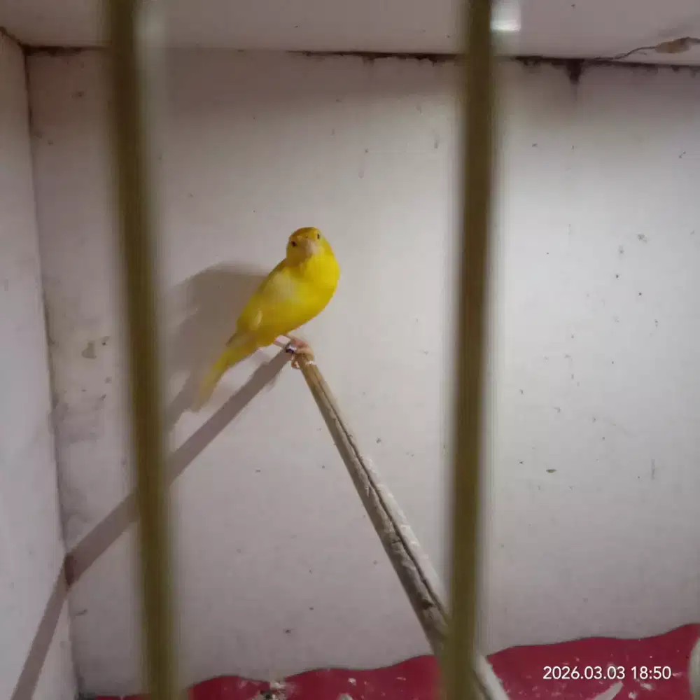 burung knari bety siap 200.000 nego tipis