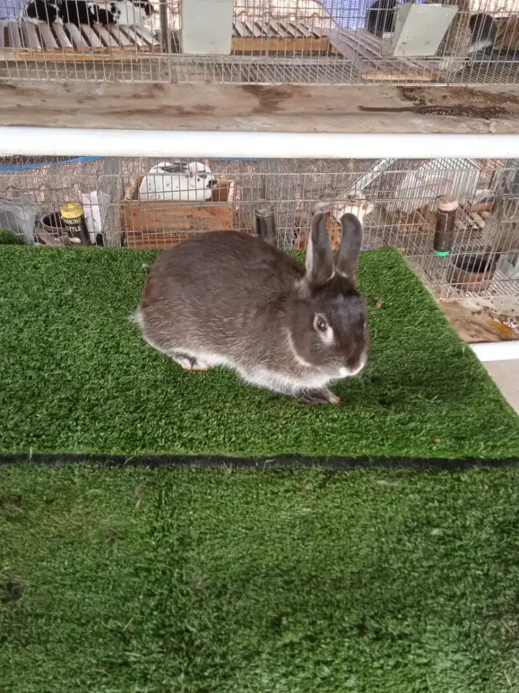 Kelinci Netherland dwarft jantan siap kawin