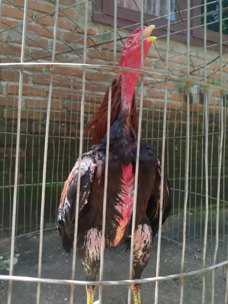 Jual ayam Siam aduan