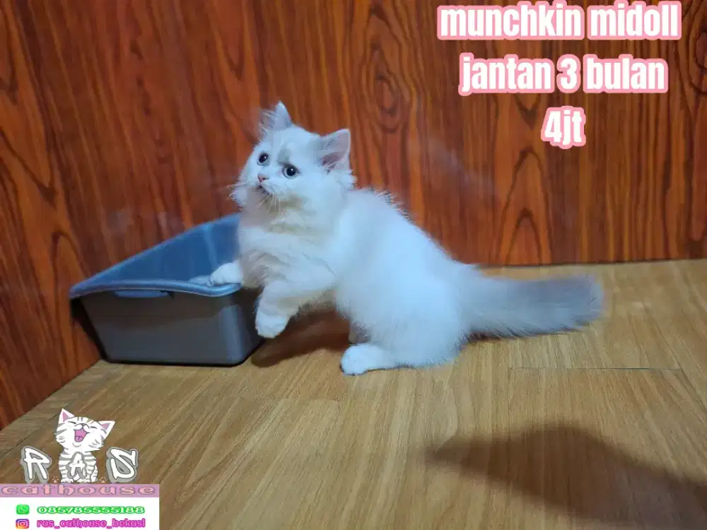 Kucing kitten munchkin flatnose peaknose luucu lucu