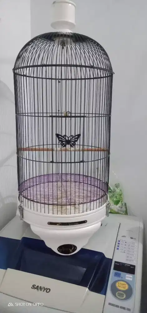 Jual sangkar lovbet dari pada angker net