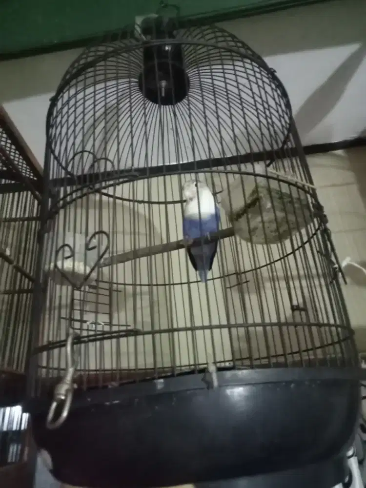 Love Bird Bunyi Rajin