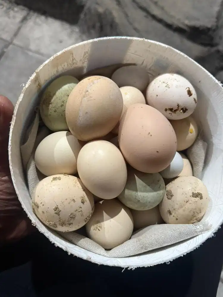 telur ayam bangkok dan birma