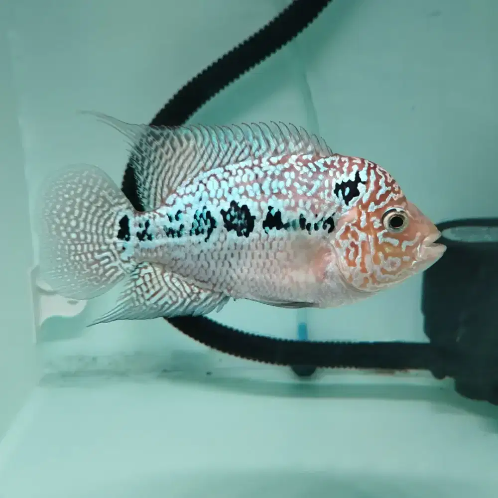 Ikan louhan kamfa f3