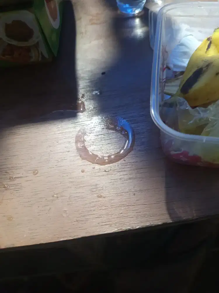 Sugar glider edisi pensiun biasa ada 2pcs. Campuran dr biasa&albino 2