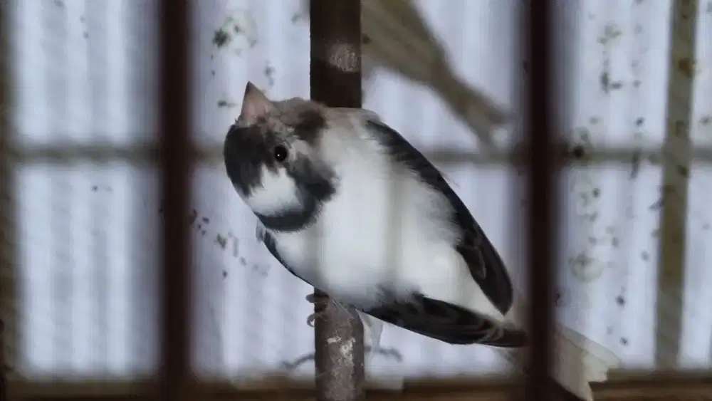 Kenari panda simetris gacor siap jadi pejantan