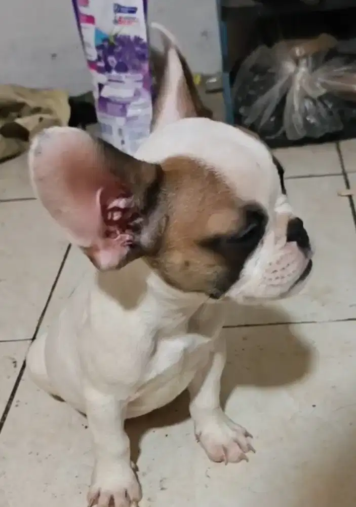 anak anjing french jantan no mix