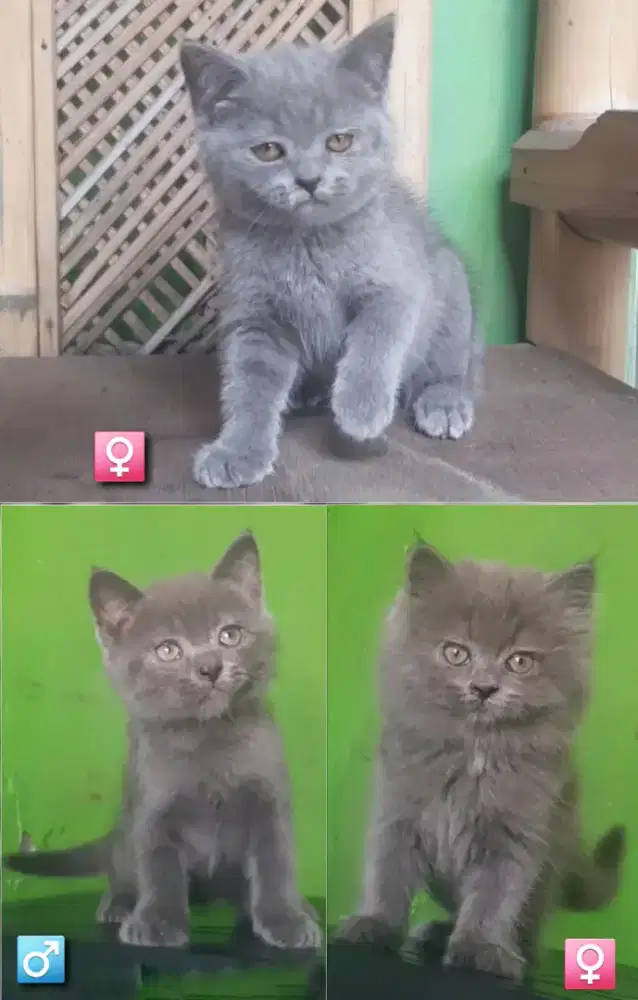 KUCING BSH BLH BRITISH SHORTHAIR SF MUNCHKIN RAGDOLL EXO PEAKNOSE