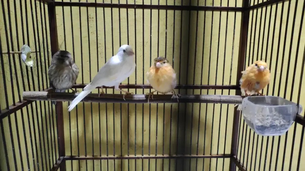 Paud kenari 4 ekor