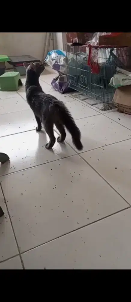 Kucing betina abu abu siam mixdom