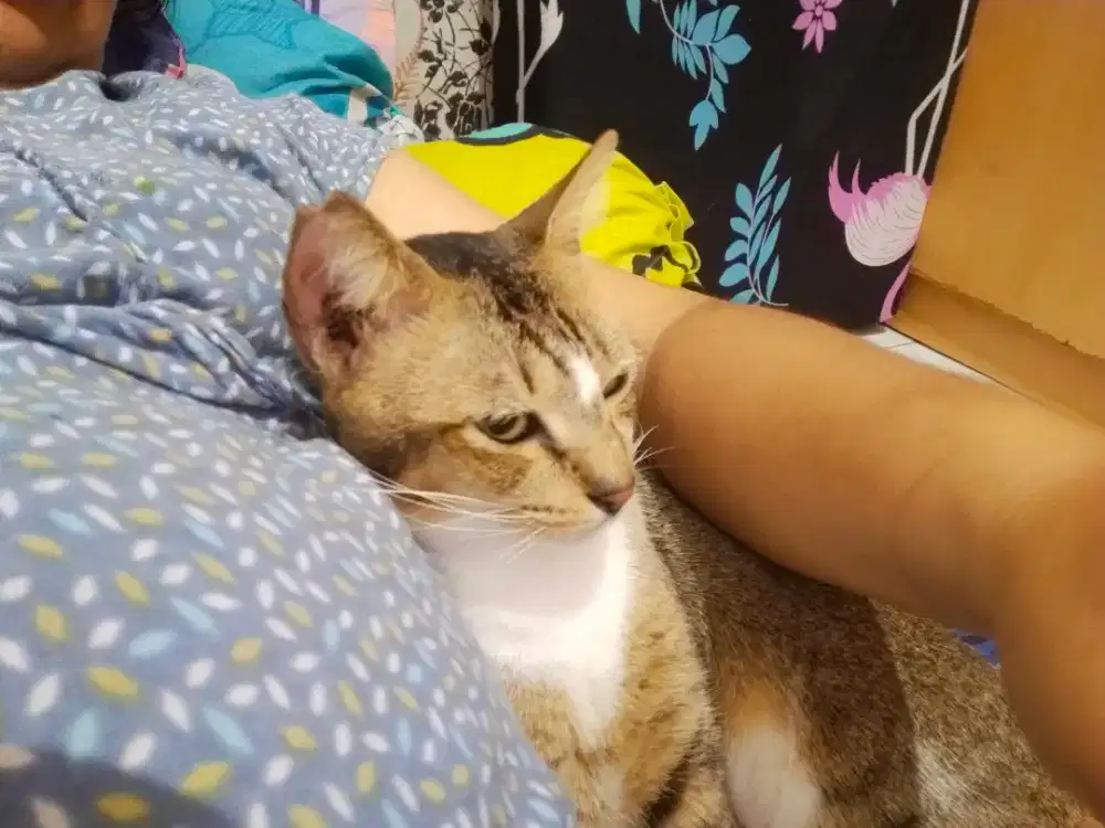 Mencari kerja sebagai cat sitter