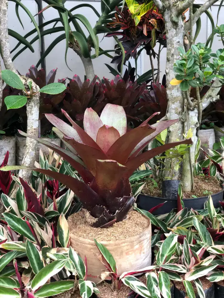 TANAMAN BROMELIA Gaint
