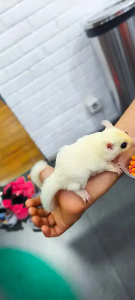 Sugar Glider Leucistic Betina