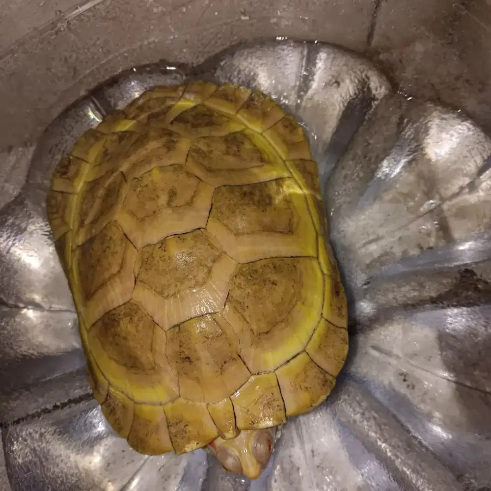 Dijual kura kura albino Brazil red ear slider