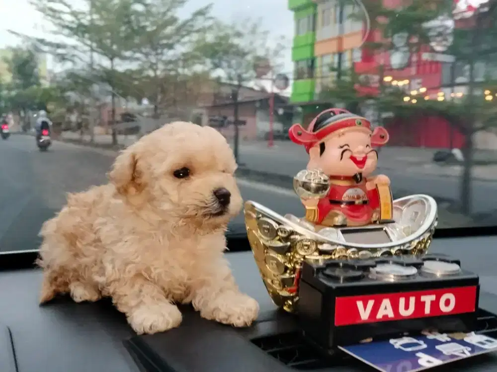 Tiny poodle 2 bln
