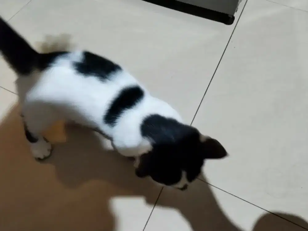 Kuncing Munchkin kitten