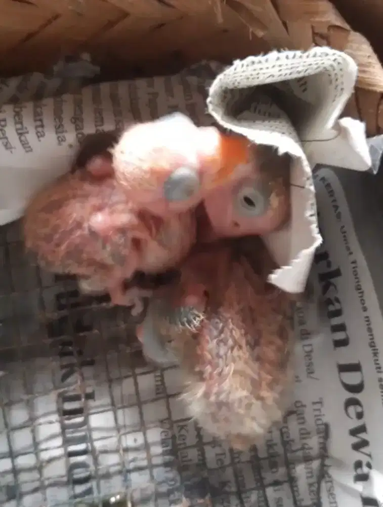 Burung Lovebird lolohan anakan