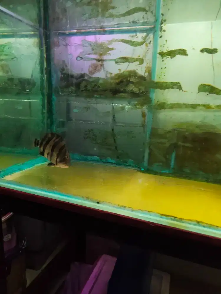 Aquarium besar dijual