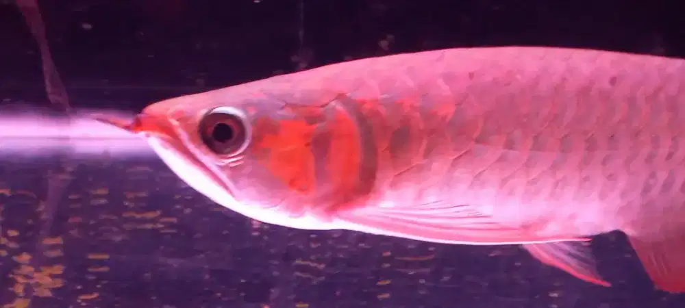 Arwana Super red 30cm