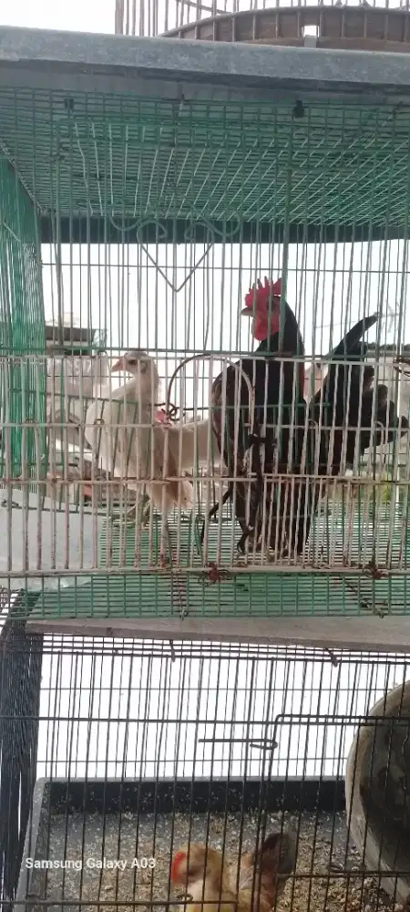 Yo bosku fokus ke jantan nya aj ,