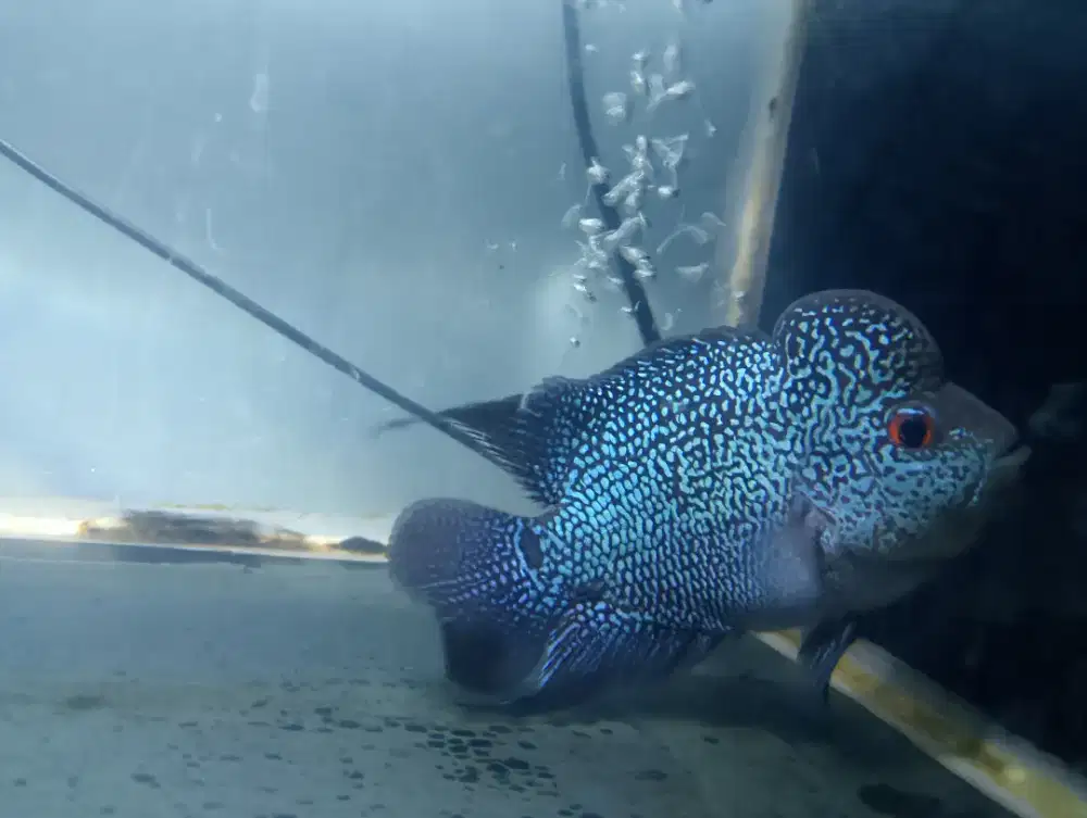 Ikan louhan / ikan lohan