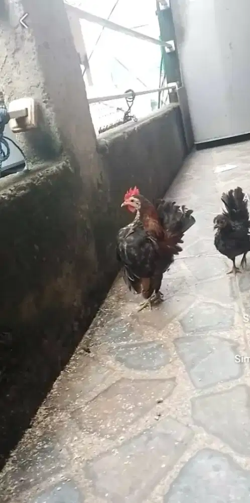 Yo bosku ayam serama 1 psang