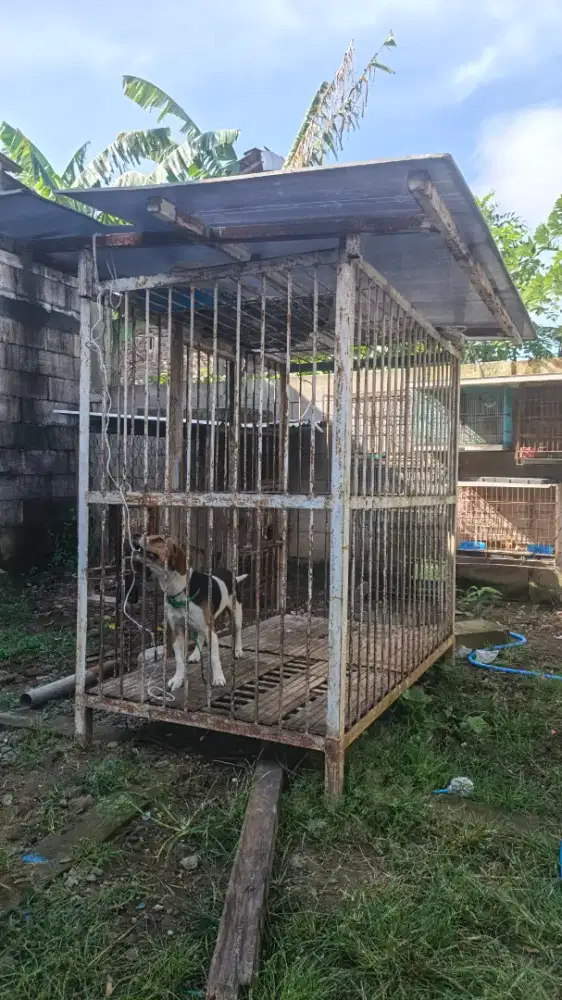KANDANG ANJING KUAT
