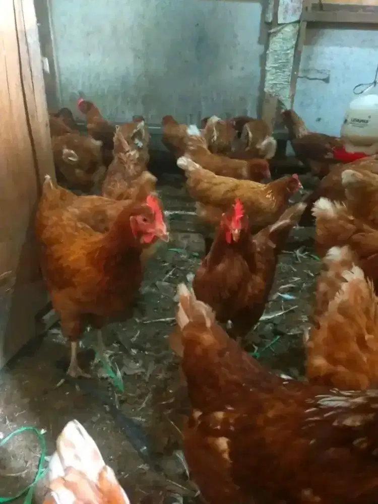 Ayam petelur produksi