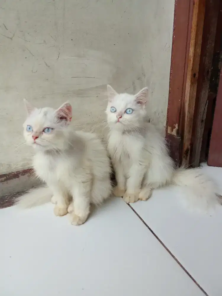 Kucing Persia jantan 3 bulan