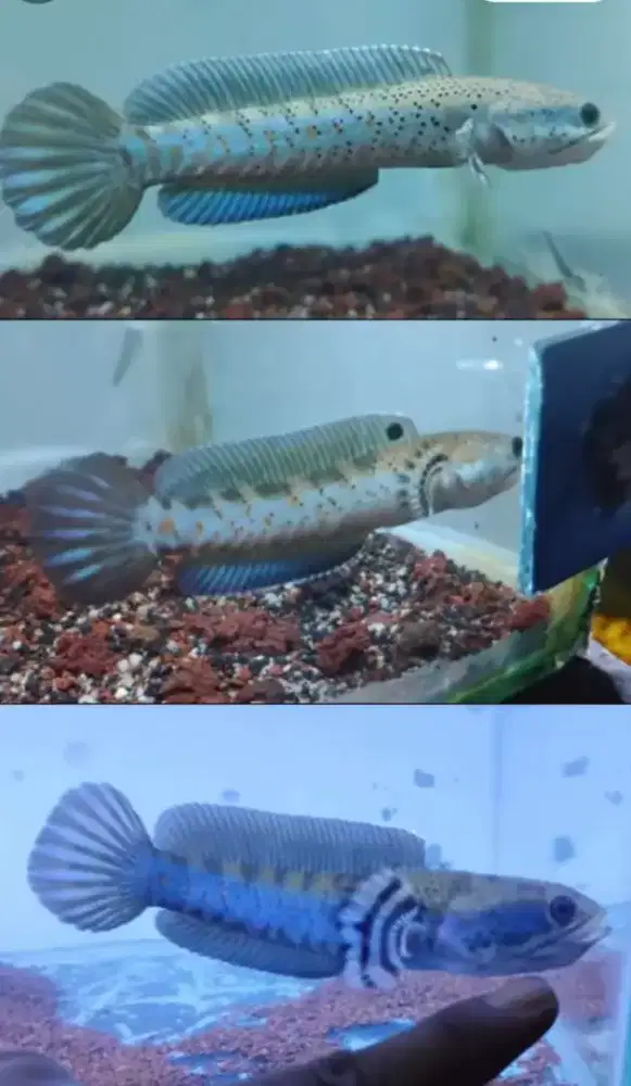 Channa bluepurca 3 ekor