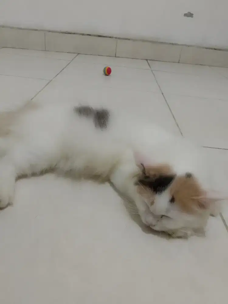 Kitten Persian 3 bulan lepas asi