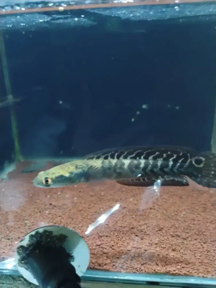 Channa yelow sentarum